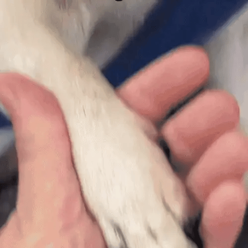 VeiligKnip™